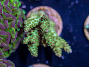 I26 - Acropora