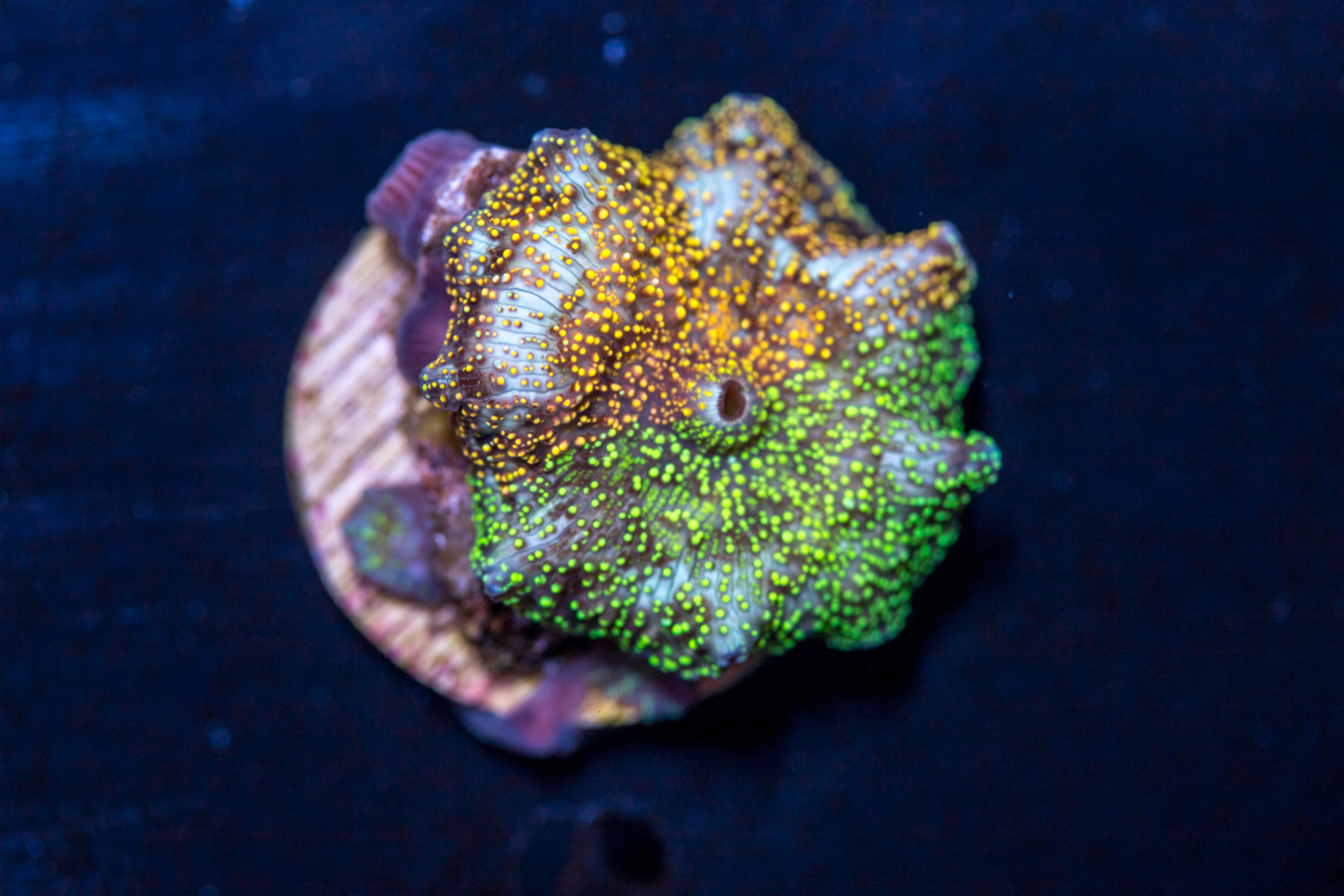 Corallimorph 1 Corallimorph