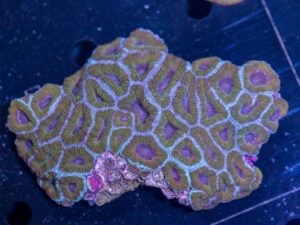Acan - Lord Howe