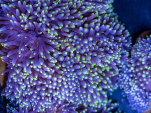Bubble Tip Anemone - Candy Apple