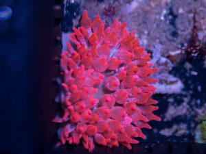 Bubble Tip Anemone - Frosted Rose