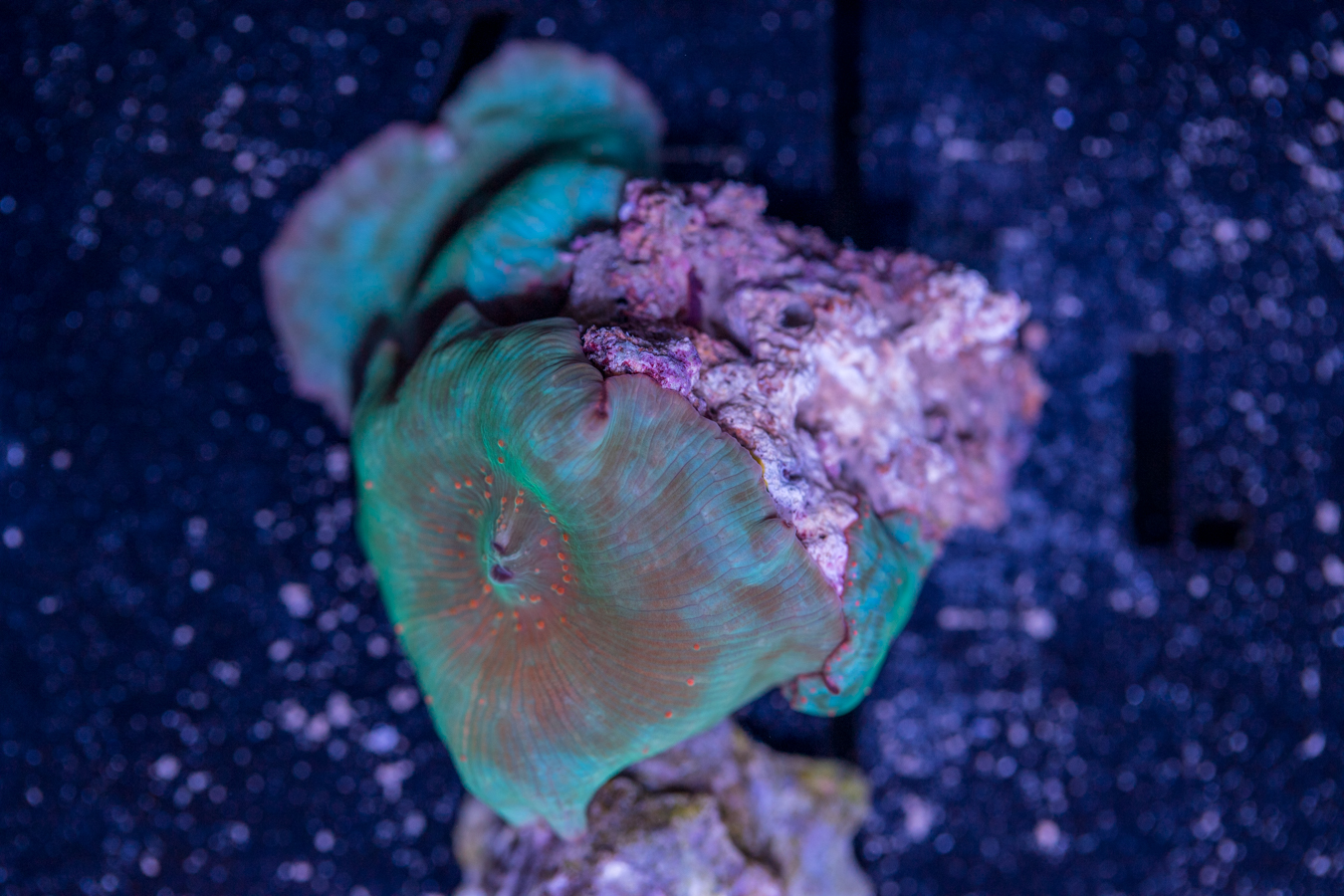 Corallimorph 1 Corallimorph