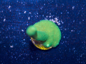 Montipora - Green Digitata