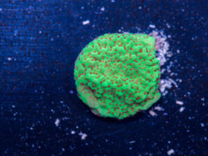 Montipora - Chilli Pepper
