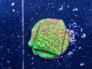 Montipora - Chilli Pepper