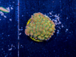 Montipora - Beach Bum