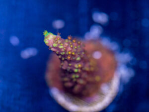 Acropora - Red Polyp Dallas