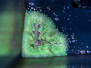 Mini Maxi Anemone