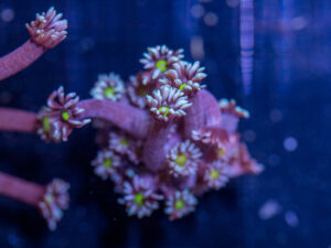 Goniopora - Blue w/ Yellow Eye