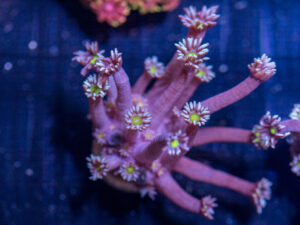 Goniopora - Blue w/ Yellow Eye
