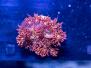 Goniopora - Amazeballs