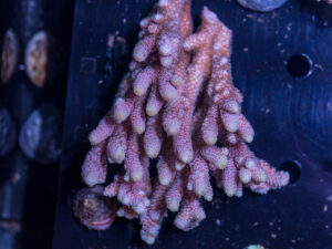 Acropora