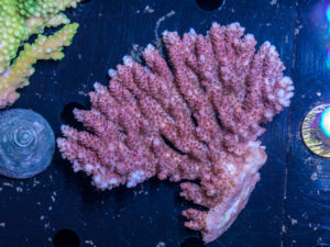 Acropora