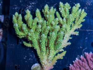 Acropora