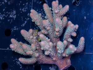 Acropora
