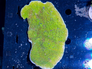 Montipora - Scrolling