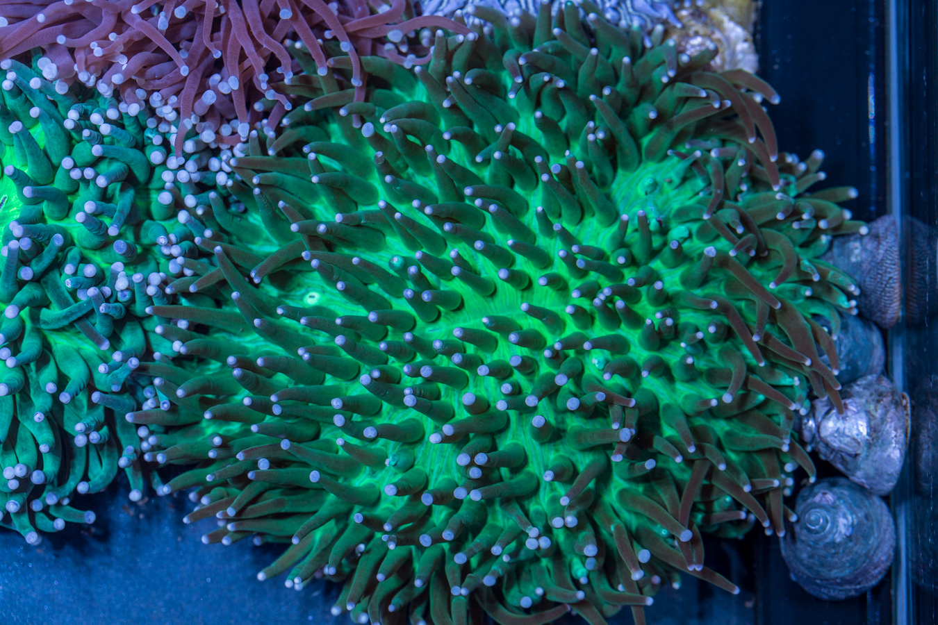 Heliofungia 1 Heliofungia