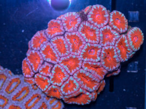 Acan - Lord Howe