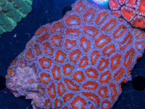 Acan - Lord Howe