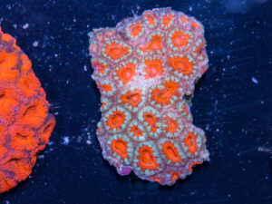 Acan - Lord Howe