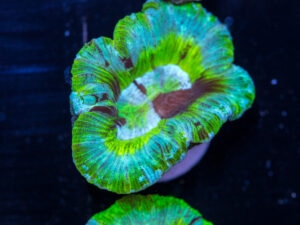 Trachyphyllia