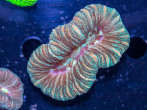 Trachyphyllia