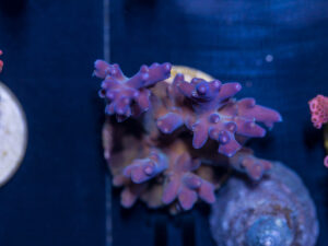 Acropora