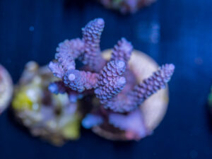 Acropora
