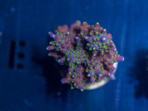 Acropora