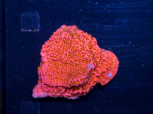 Montipora - Sunburst