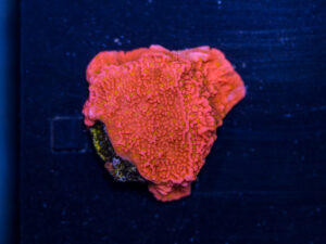 Montipora - Sunburst