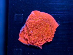 Montipora - Sunburst