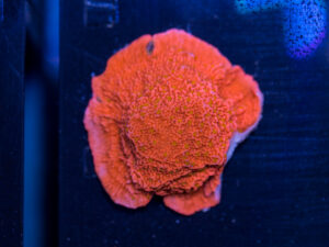 Montipora - Sunburst