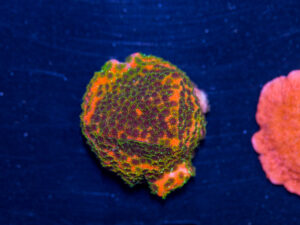 Montipora - Fairy Lights