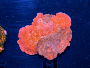 Montipora - Grafted