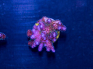 Pocillopora