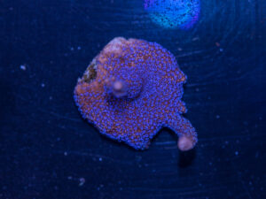 Montipora - Digitata