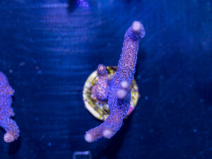 Montipora - Digitata