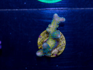 Birdsnest - Bird of Paradise