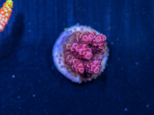 Acropora - Carolina Reaper