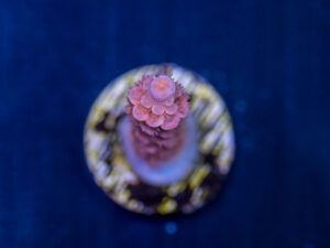 Acropora - Cherry Bomb