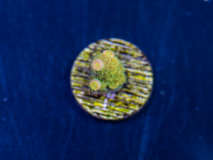 Acropora - Walt Disney