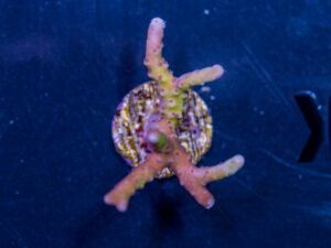 Anacropora - Golden Rod