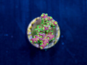 Acropora - Rainbow Loom