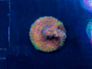 Acropora - Pink Cadillac