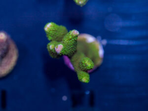 Montipora - Digitata