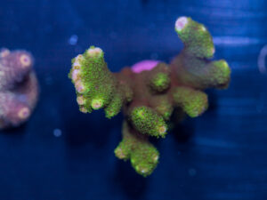 Montipora - Digitata