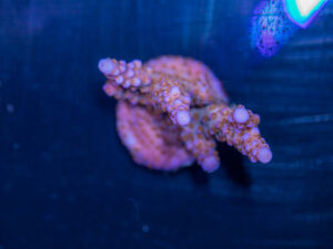 Acropora - Fireworks