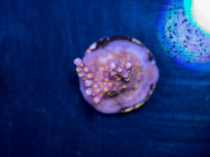 Acropora - Fireworks