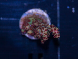 Acropora - Fruity Pebbles